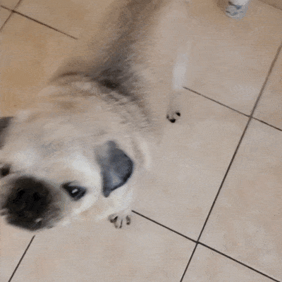 “A healthy snack my dog loves to eat-feeding made easy!”